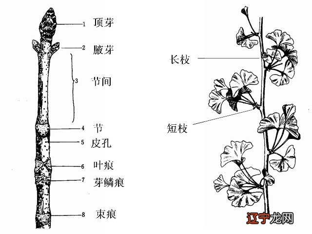 日主天干五合 合婚_男女合婚属相相克歌诀_合婚天干相克