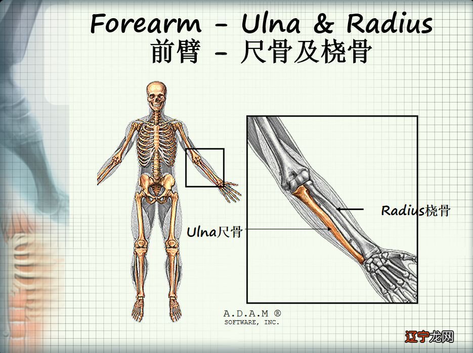 相学上的九骨图解照片_手相学大全_骨相学视频