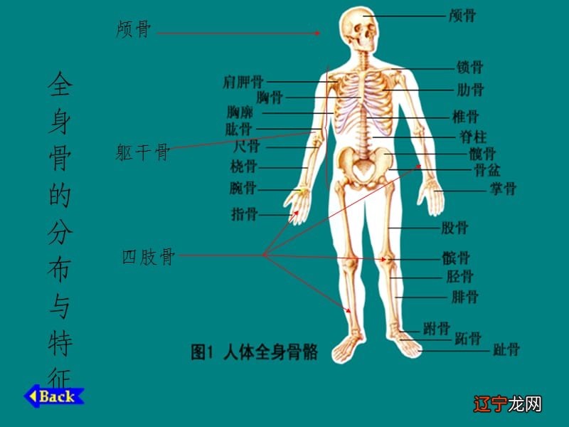 骨相学视频_相学上的九骨图解照片_手相学大全