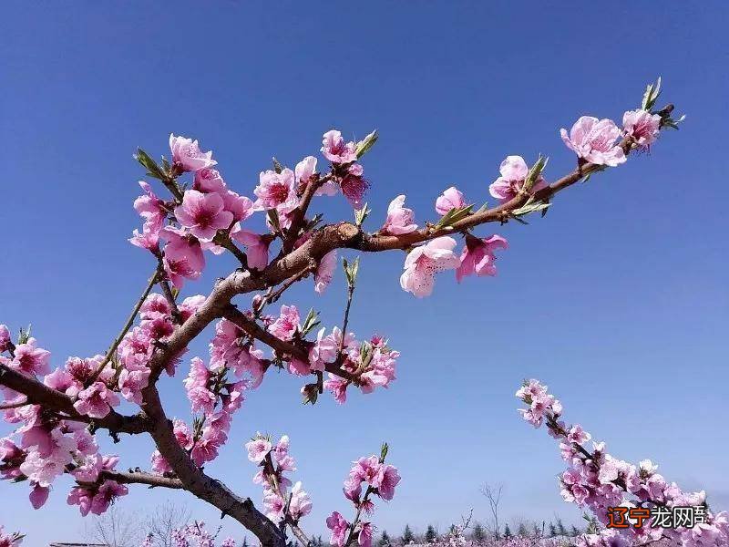 英山桃花冲看桃花攻略_八字看桃花_八字看桃花运动