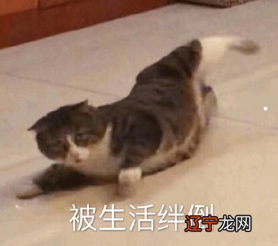 梦见带自家猫出去玩