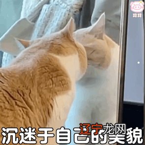 梦见买猫和鱼