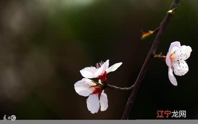 八字看我没桃花怎么办_八字没桃花的人_八字看桃花