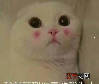 为什么野猫来我家掐我家猫