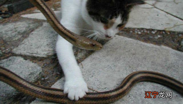 组图 做梦梦见猫吃蛇没吃了做这梦好吗?