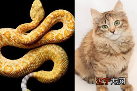 组图 做梦梦见猫吃蛇没吃了做这梦好吗?