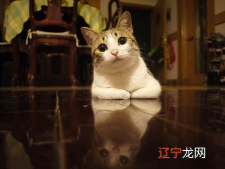 门口风水_野猫在门口叫风水学_野猫跑到我家门口不走