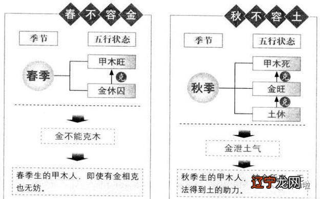 风水堂:八字中的甲木都是参天大树