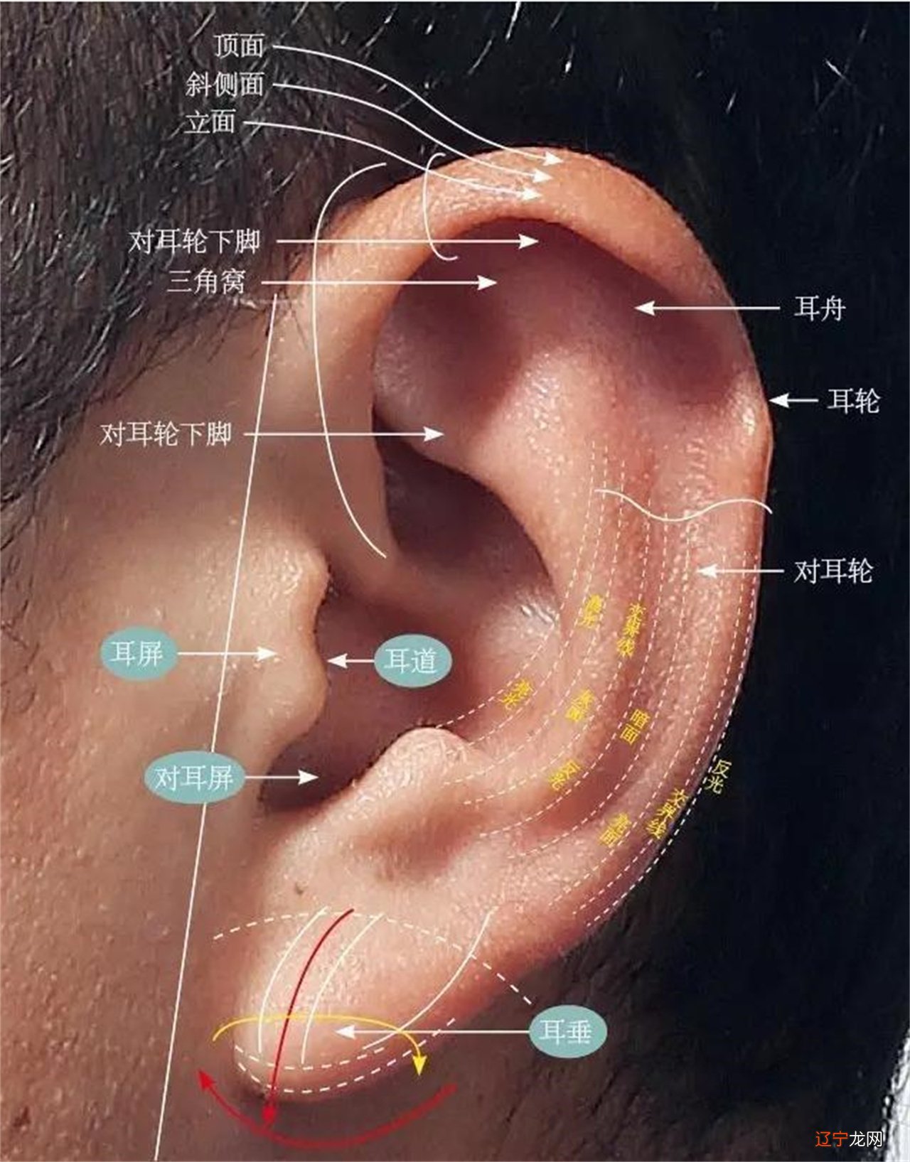 耳垂折痕的相学说法_耳垂上翘的相学_大汉手相学