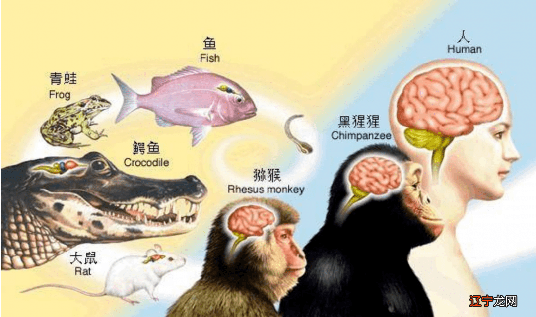 彭祖文化 两汉文化 标志文化_文化的释义_食品安全法释义