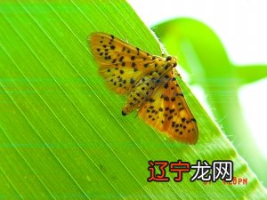 春节民俗文化征文_春节民俗手抄报_海南春节民俗