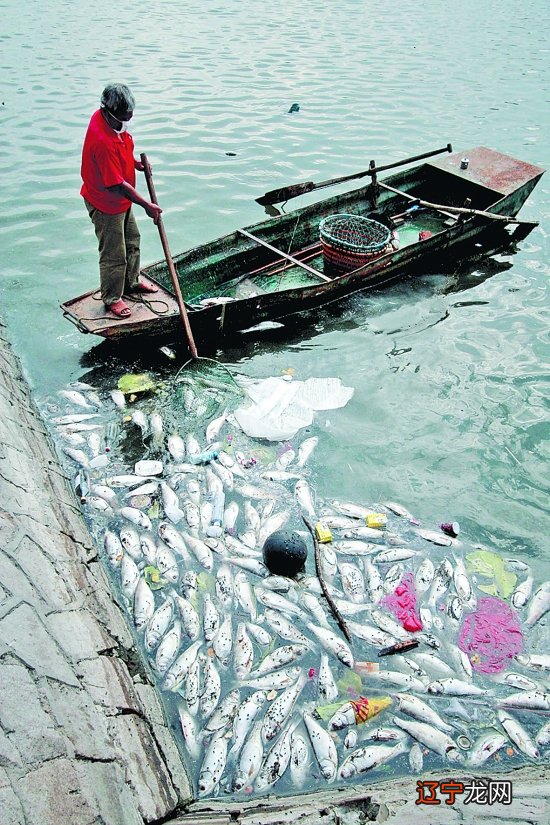 梦见自己解大便解不完_梦见一条长长的死鱼昨解_梦见4条死鱼