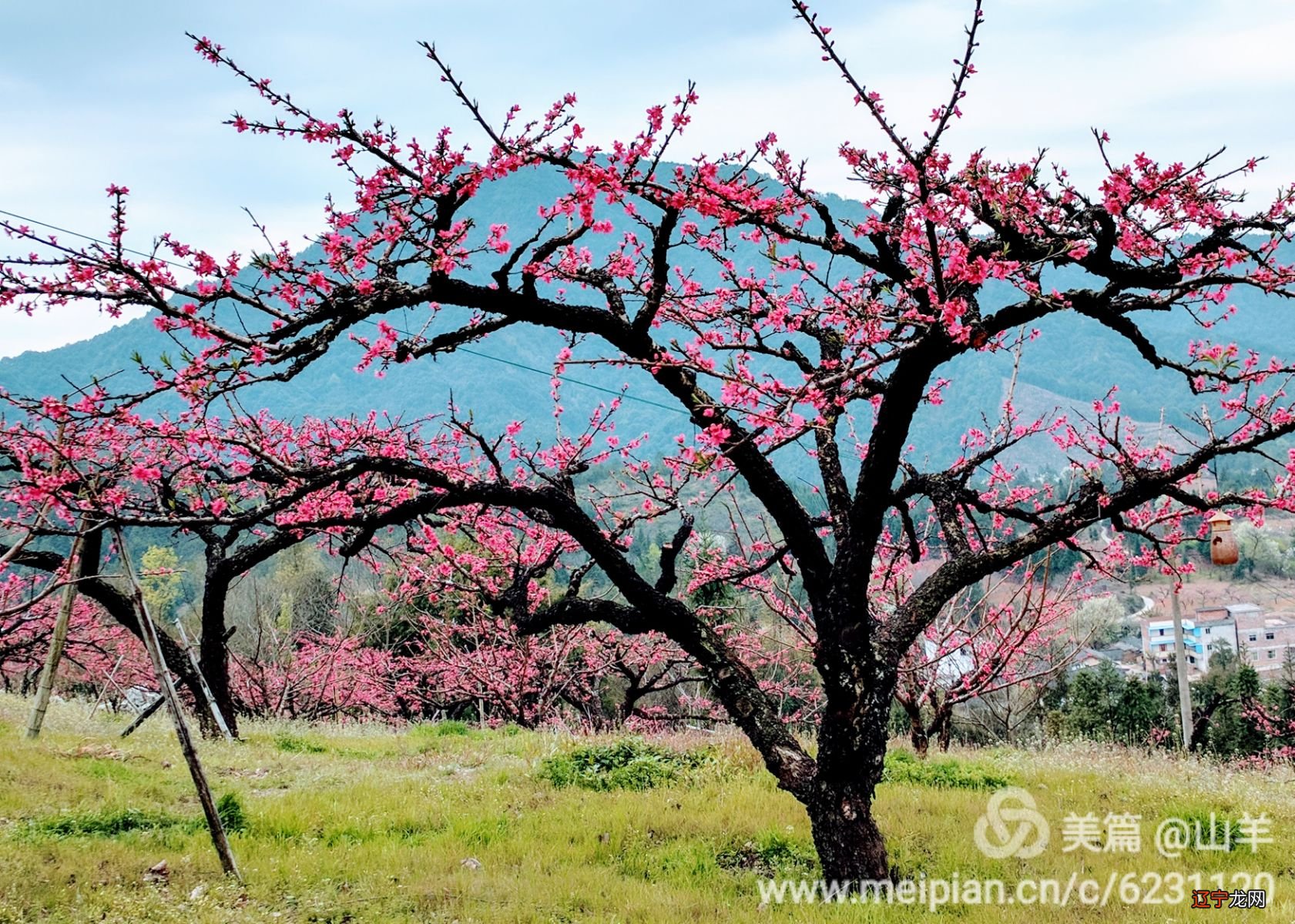 面相三停看一生运势_辛巳日柱己亥年运势_辛巳看一生运势