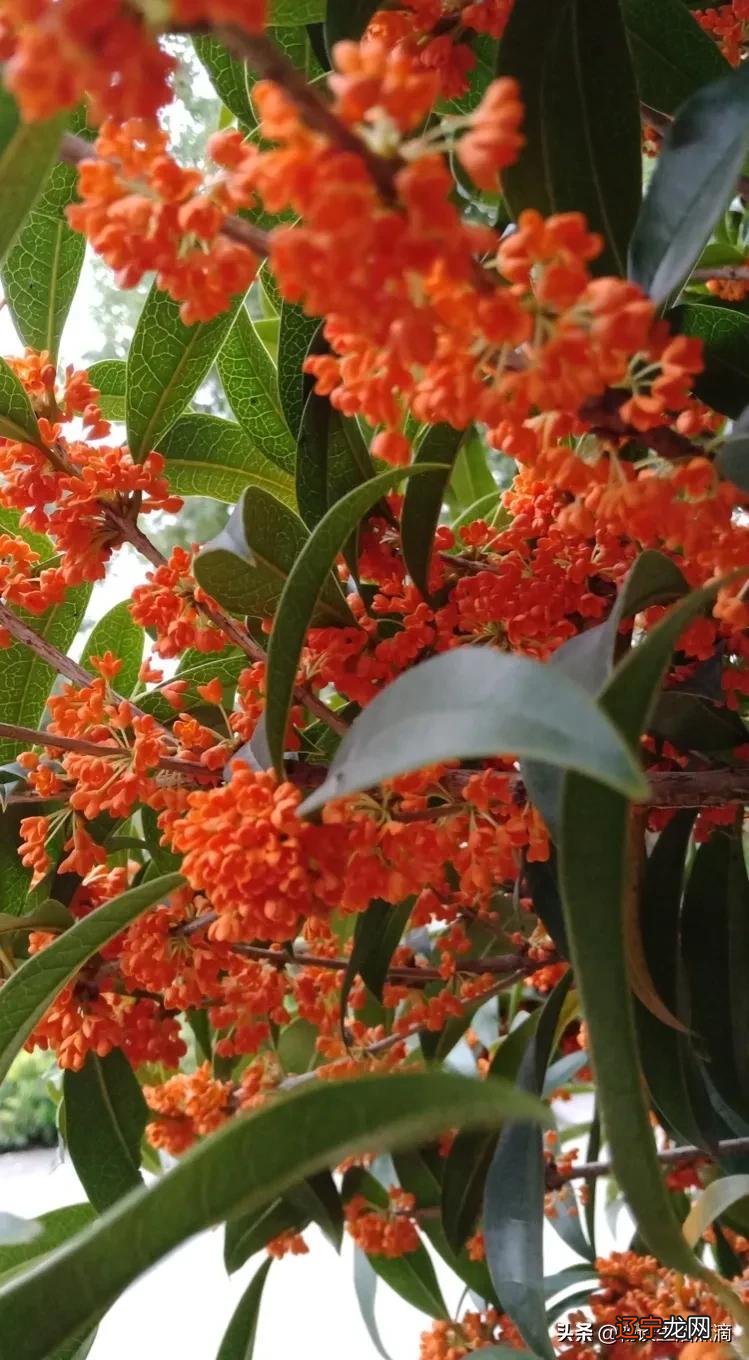 中秋节“四大观赏”风俗：观月、观花、观潮、观灯，别有一番风情