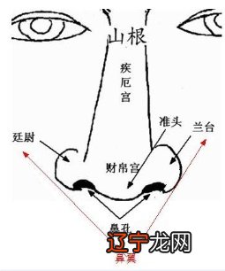 5.6万阅字体：来讲人的自我意识和脾气秉性都可以通过鼻子看出来