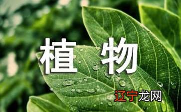 属龙的人在家里摆放什么植物旺财