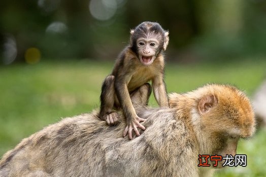 生肖配对男蛇女猴_生肖羊和猴生什么属相的孩子最好_属猴的和什么生肖配