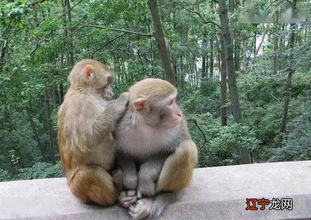 生肖配对男蛇女猴_属猴的和什么生肖配_生肖羊和猴生什么属相的孩子最好