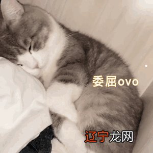 宠物猫和狗五行