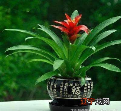 1、家里种什么植物风水好又旺财:院子里种什么植物风水好