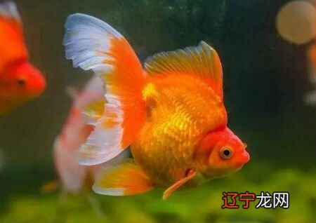 家里养几条鱼风水最好