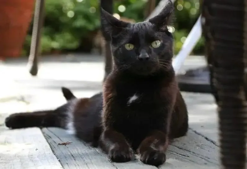 风水学上养猫_猫养在家会得猫瘟吗_养什么猫比较好养