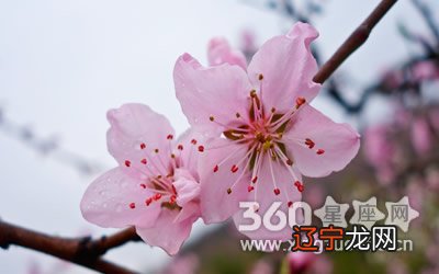 八字算桃花_八字算桃花运_八字怎么算 怎么算婚姻