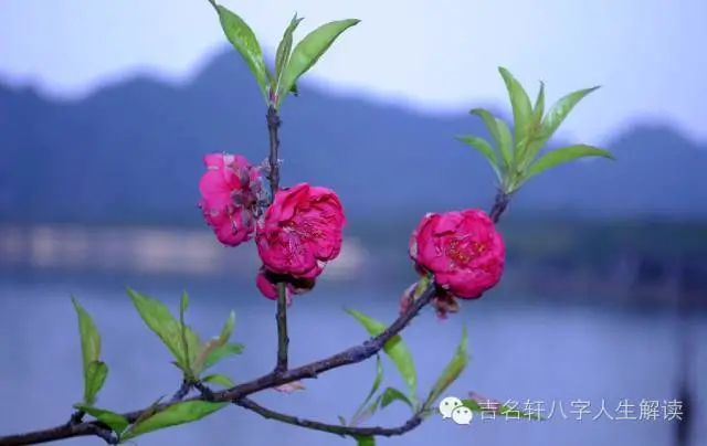 中华预测八字排盘_八字财运预测_风水八字预测山东