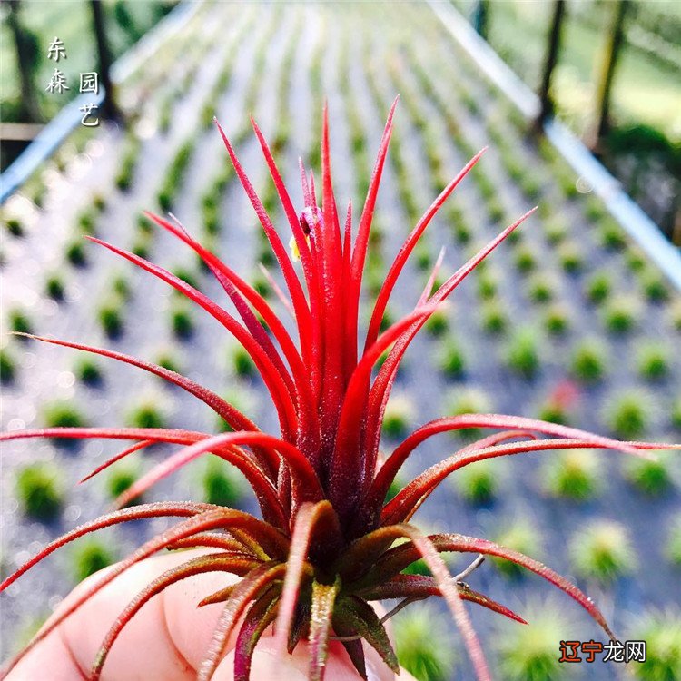 属牛生肖养植物_1972年属什么生肖属_水养植物植物名称图片