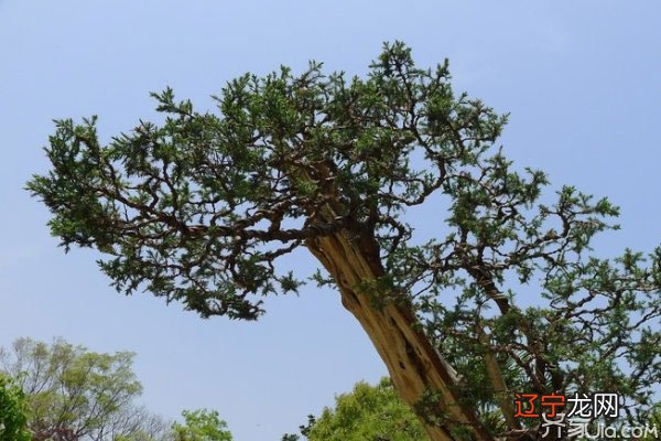 门前种什么树风水好?，跟着小编一起来看看