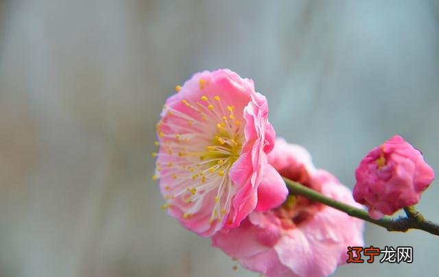 属猪的生肖五行及出生年份大全_属虎生肖五行及出生年份大全_属虎出生年份及生肖五行