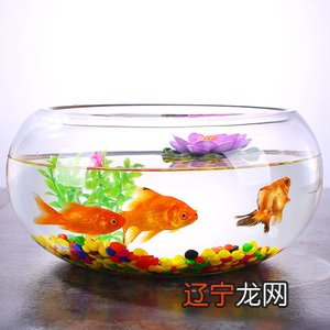 风水鱼缸卧房摆放位置_鱼缸颜色风水学_养鱼的风水鱼缸摆放的风水