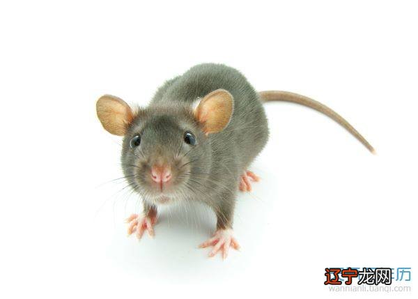 家鼠啮齿目鼠科鼠属动物_96年的鼠九六年的鼠买几楼好_生肖属鼠的人买几楼