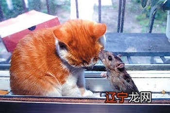 梦见猫咬猫是什么意思_梦见狗变成猫,猫攻击_梦见大花猫