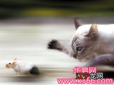 梦见大花猫_梦见狗变成猫,猫攻击_梦见猫咬猫是什么意思