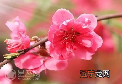 2021年桃花运势免费看_免费八字看2017年运势_紫薇免费测2021年运势