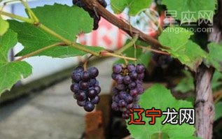 图 1.梦见自己摘葡萄吃，是什么意思？