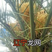 民间术数鬼谷仙师七星掌诀 女王芦荟01月26日15:48关注确定不再关注此人吗