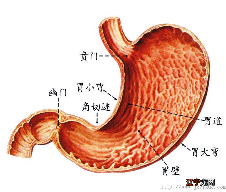 术数指什么_数管齐下这里指_卸骨术需不需要做指卧撑