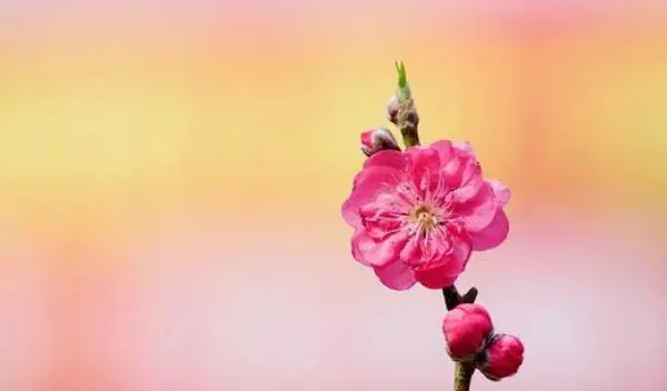 桃花 命理_八字命理禄带桃花_八字命理对各种桃花的解释