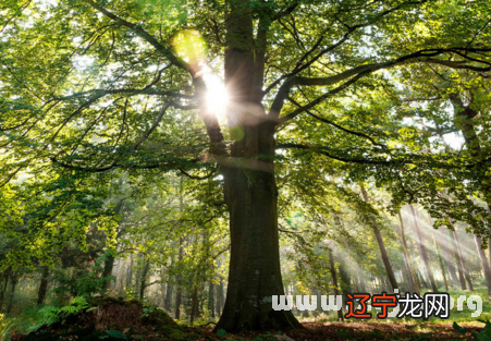 女人梦见砍树_梦见看到别人在砍树_梦见亲人结婚开路砍树