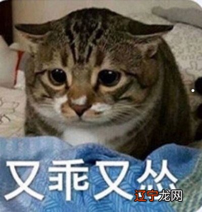 养猫会影响人运气