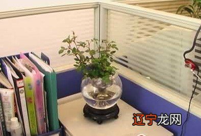 生肖羊和猴生什么属相的孩子最好_生肖鸡和猴配吗_生肖属鸡和猴的家里摆放什么植物