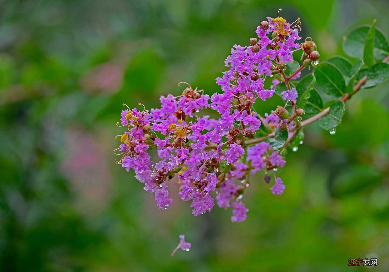 紫微斗数风水堂:紫微斗数看你能否通过婚姻逆改命