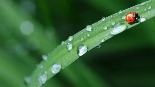 刘力红 认识中医_刘力红谈妇科病_刘力红什么是术数