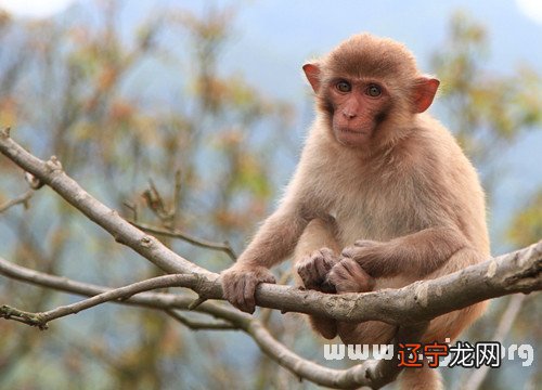 孕妇梦见梦见死人又活了,还说话_梦见猴子死了_梦见被猴子追,打跑猴子