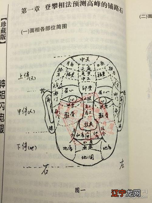 金骏眉茶叶形状图片_男相学最有福气的面相_相学面相全解的人的眉形状