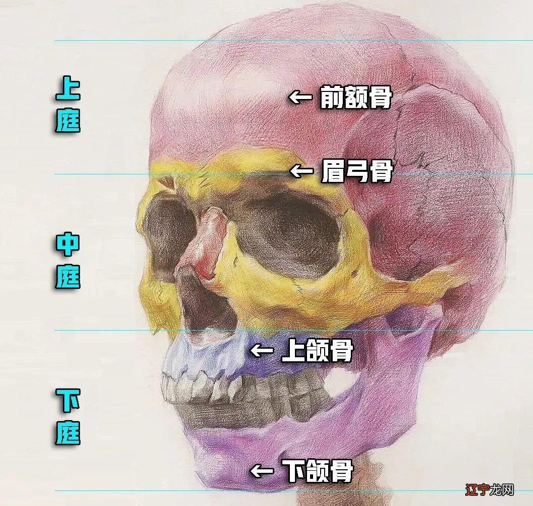 与骨生长有关的书籍_骨相学书籍_周易手相学