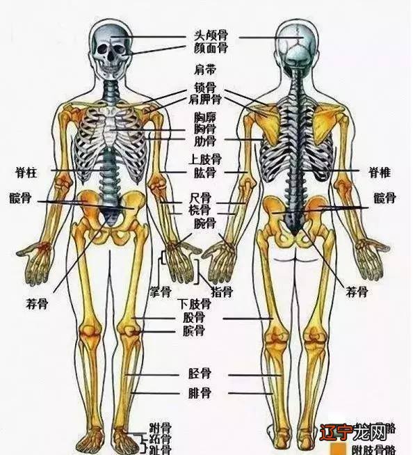 与骨生长有关的书籍_骨相学书籍_周易手相学