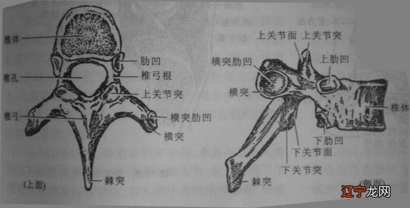 与骨生长有关的书籍_骨相学书籍_周易手相学